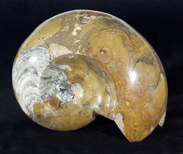 Manticoceras cf. intumescens (BEYRICH 1837) - Bild &copy; FossNet FossilienStore